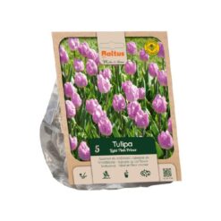 Tulipa Single Early Light Pink Prince per 5