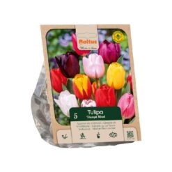 Tulipa Triumph Mixed per 5