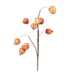 Physalis spray orange 70cm