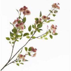 Rosa Mini Spray Cream Pink zijde